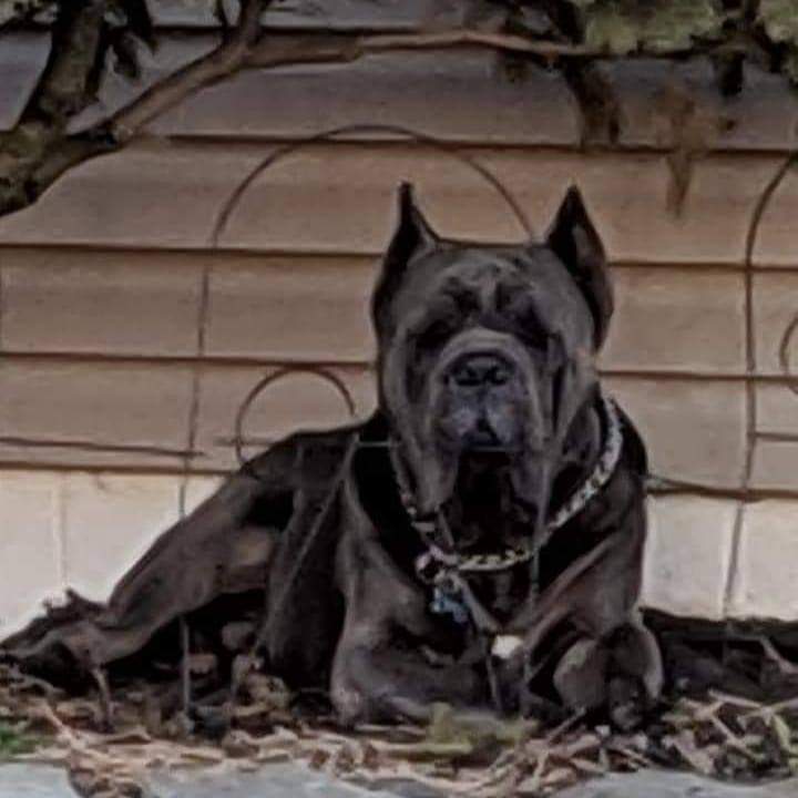 Blue, a Cane Corso senior dog